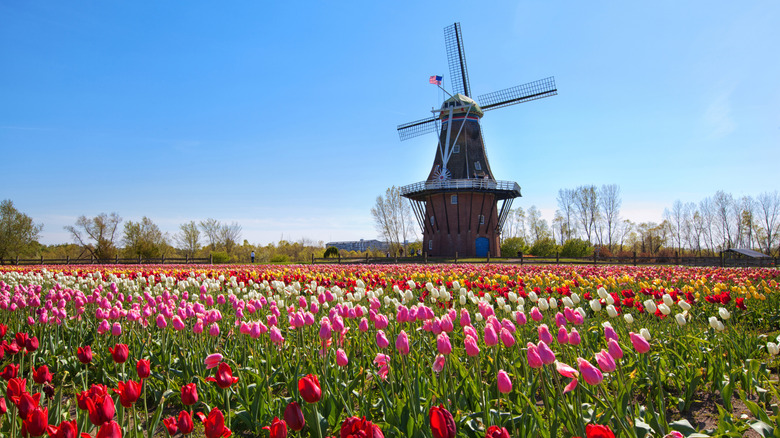 Tulips and windmill in Holland, Michigan