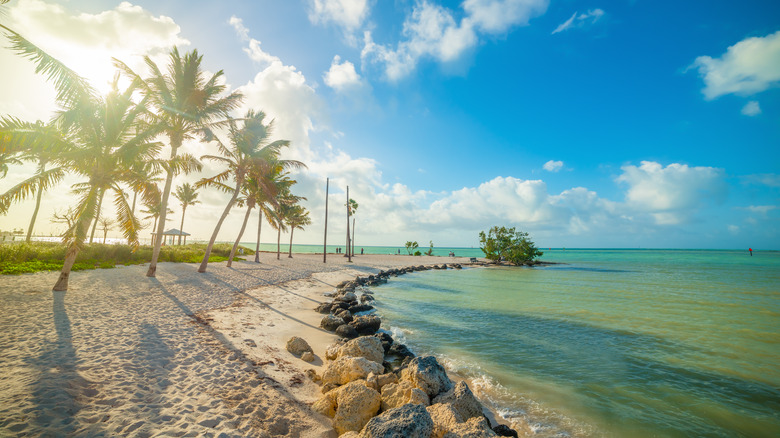 Marathon beach palm trees