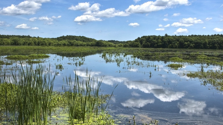 Marshy Great Meadows National Wildlife Refuge