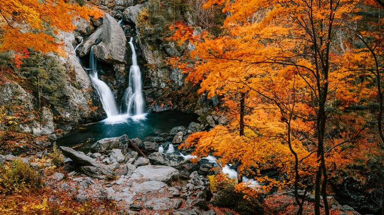 Massachusetts forest waterfall splashing into pond
