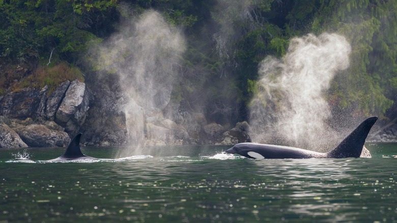 An orca whale surfaces in the salish sea surrounding San Juan Island