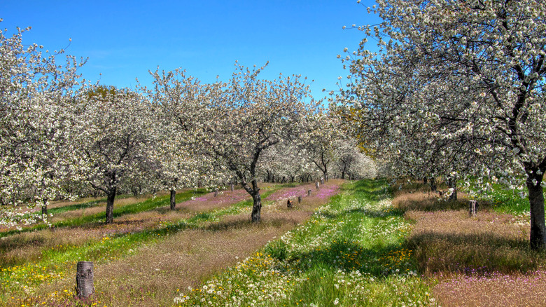 Traverse City's cherry blossoms
