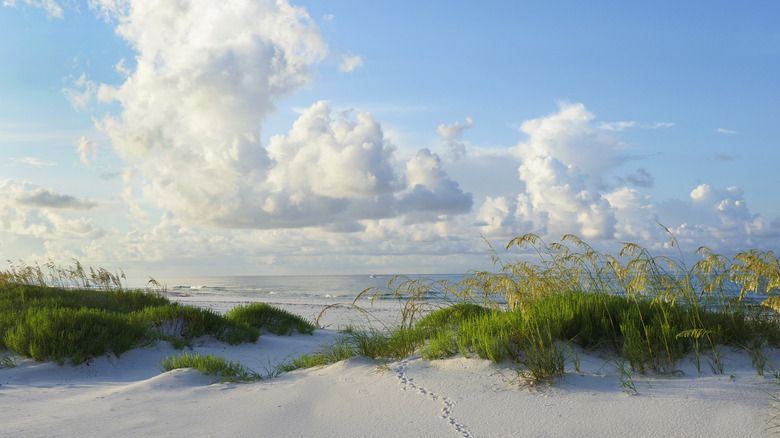A white sandy beach on the Gulf Coast