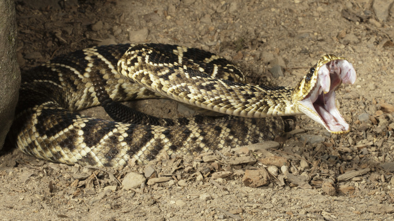 An Eastern diamondback rattlesnake shows its fangs.