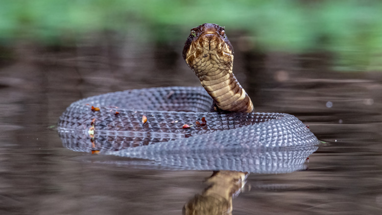 A cottonmouth snake, commonly known as a water moccasin, takes a defensive position in the water.