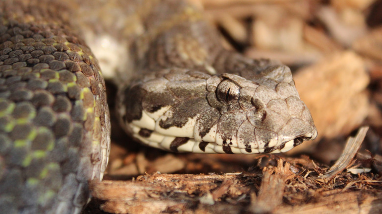 Close up of a grey snake with triangular head known as a death adder