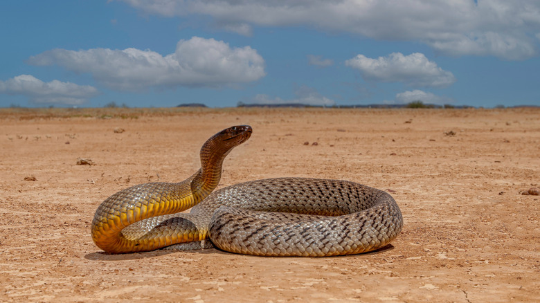 Brown and yellow snake known as the inland taipan coiled on the sand with head raised