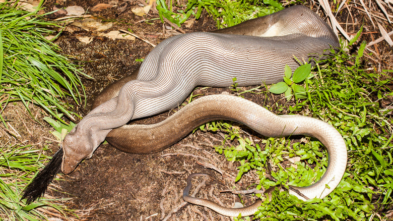 Large snake known as olive python swallowing a small animal to eat