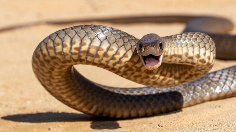 Long brown snake known as eastern brown snake with head raised in striking position