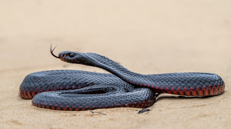 Red-bellied black snake coiled on sand with head raised and forked tongue flickering out