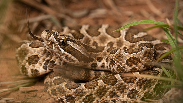 Western Massasauga rattlesnake coiled in the grass