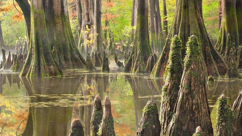 Cypress trees rise out of the bayou at Dale Bumpers White River National Wildlife Refuge