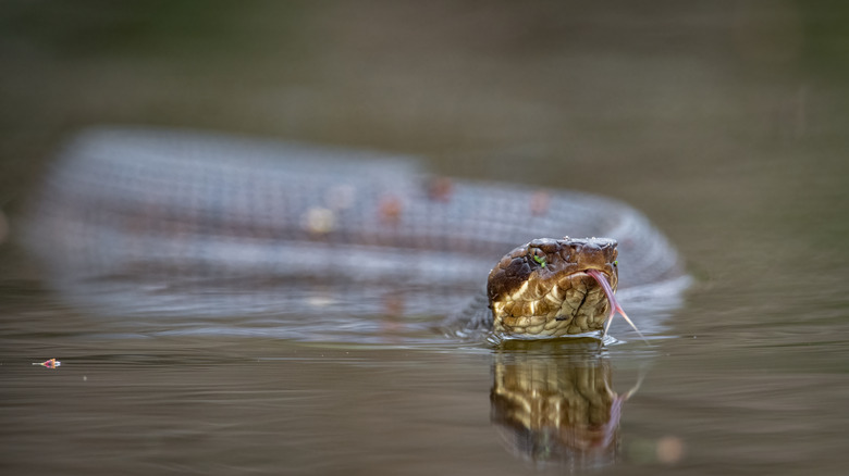 Cottonmouth snake swimming in water