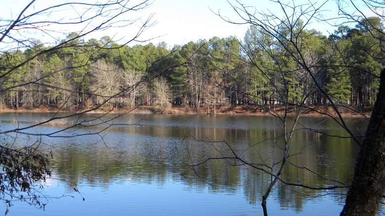 Trees line the edge of Millwood Lake, Arkansas