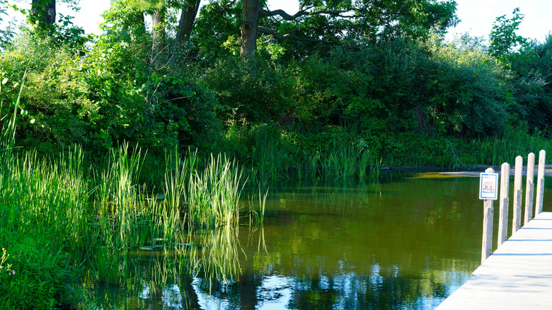 Dockside view of Houghton Lake and surrounding habitat in Michigan