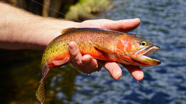 An angler holds a cutthroat trout at Cache La Poudre Wilderness, in Colorado.