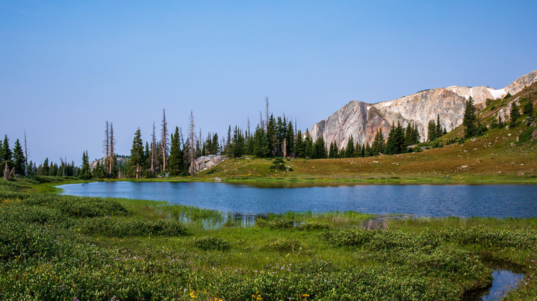 Blue skies and wildflower meadows around Bellamy Lake in Medicine Bow-Routt National Forest.