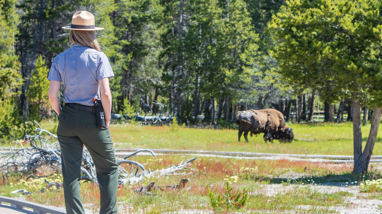 A ranger watches a wild buffalo feeding on grass in Yellowstone National Park