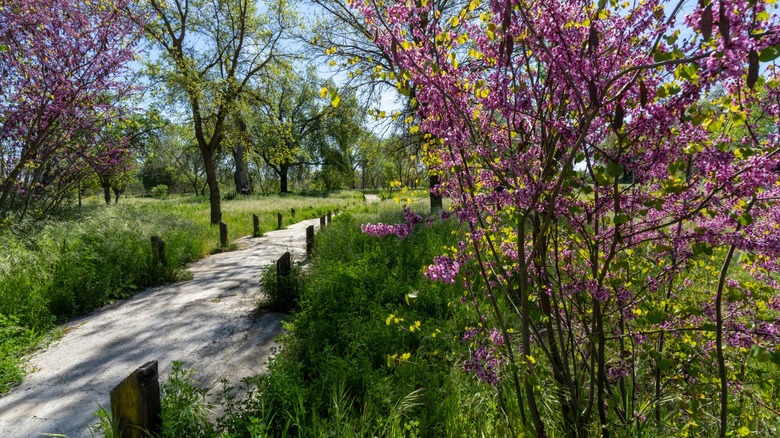 Trees blooming along a trail on the San Joaquin River Parkway in California's Central Valley