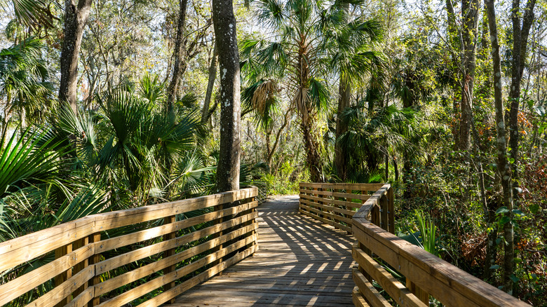 Scenic walk in Tampa