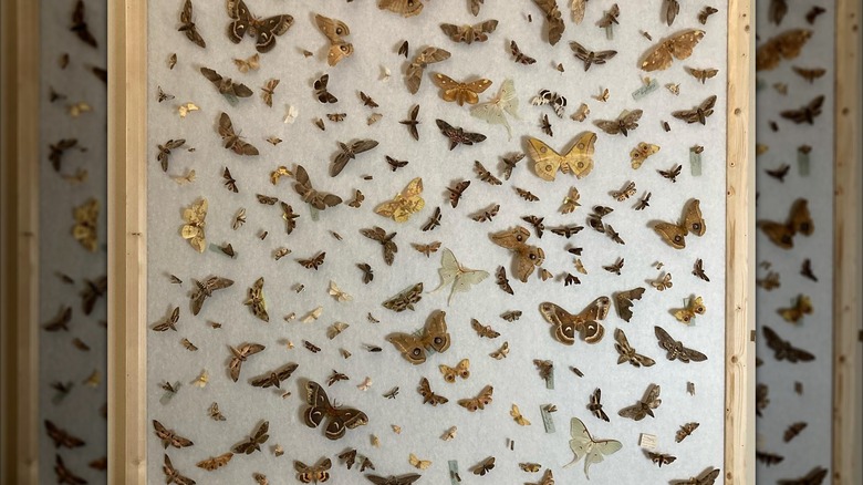 Display at The Insect Asylum