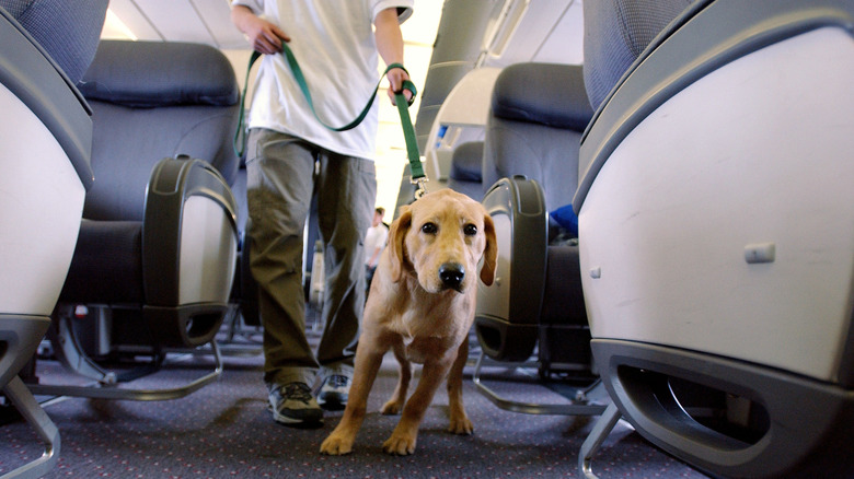 Student guide dog Max, a Golden Retreiver puppy, pulls his handler down the aisle of a plane during their training program March 27, 2004 at New Liberty International airport in New Jersey.
