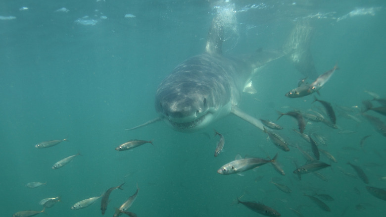 Shark hunting in murky water