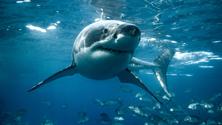 A shark swims with fish