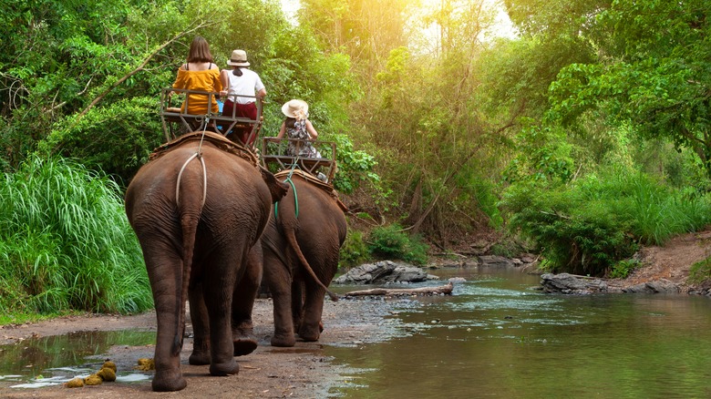 people riding elephants