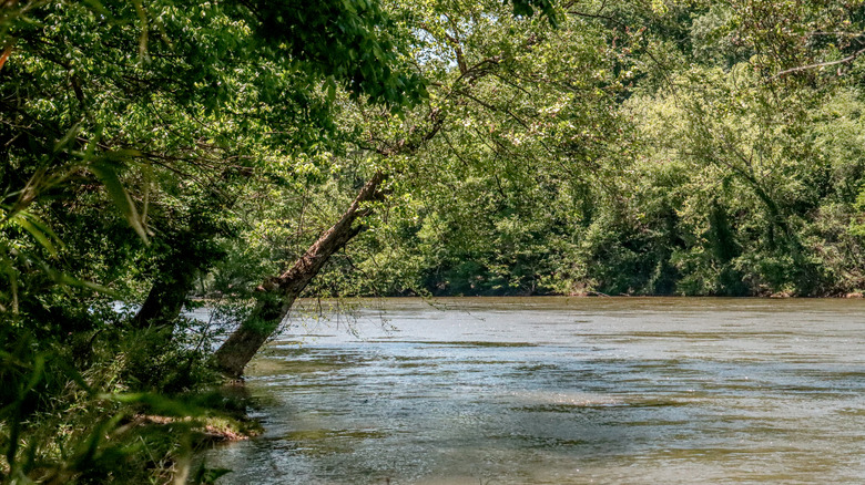 A tree hanging over the Chattahoochee River in Sandy Springs