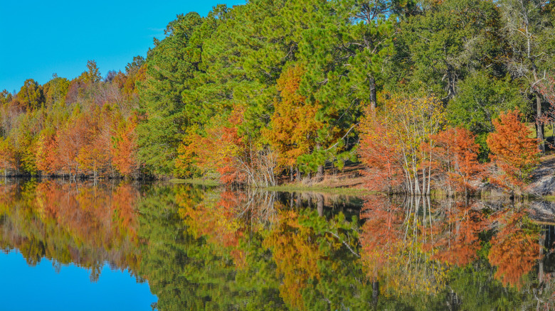 Autumnal foliage along the banks of the Ocmulgee River