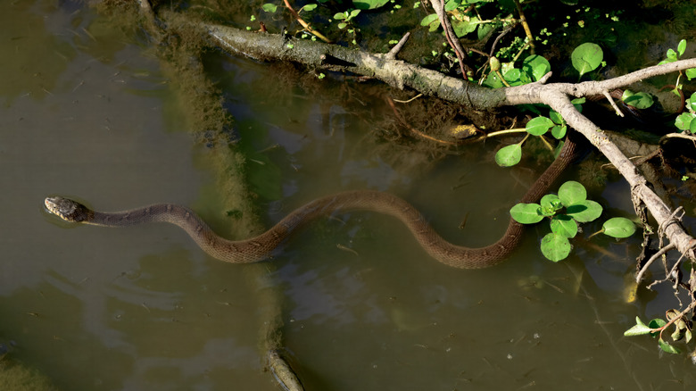 A snake in the water