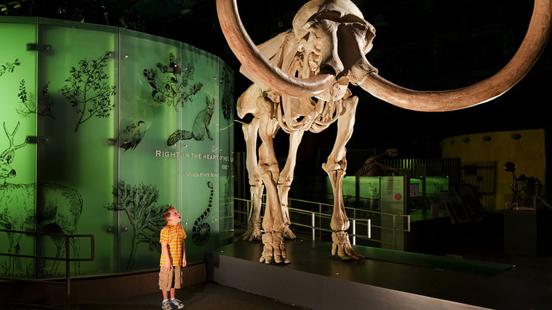 A child looking up at a mammoth skeleton at the Nevada State Museum