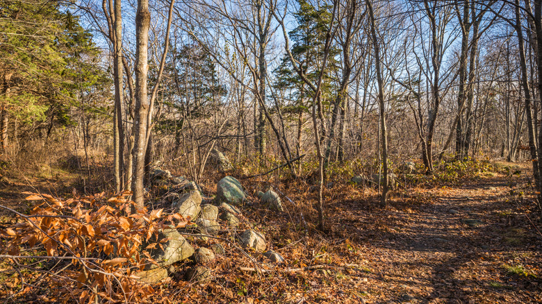 Barren forest around Dogtown