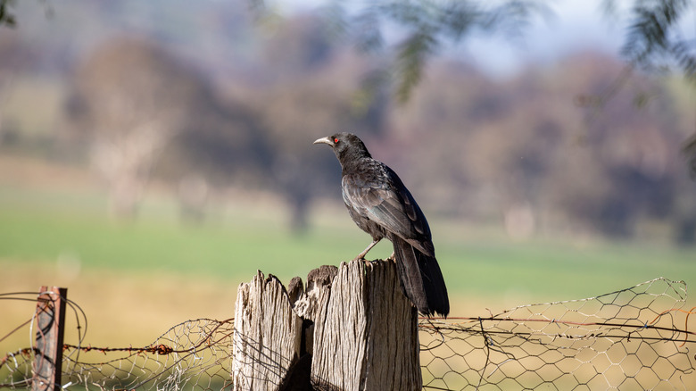 A crow perched on a fence with barbed wires