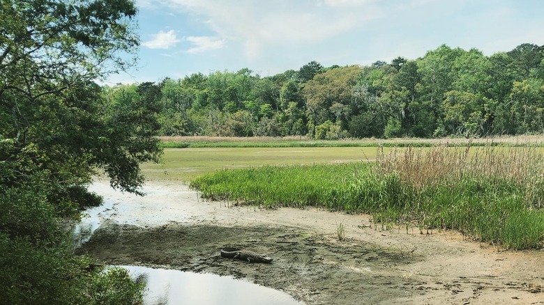 Alligator in marshy land with trees in background
