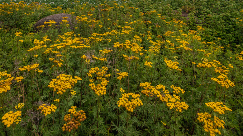 Mountain scenery in Paul Smiths, New York