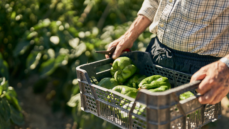 Farmer holding basket of fresh peppers in garden