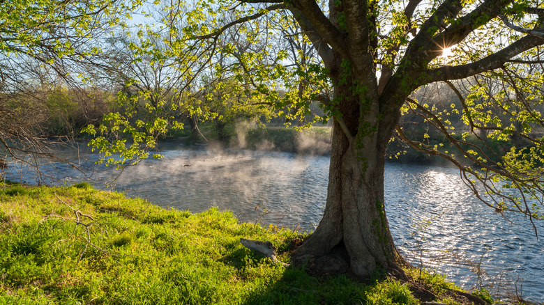 trees and landscape around Blue River in Oklahoma