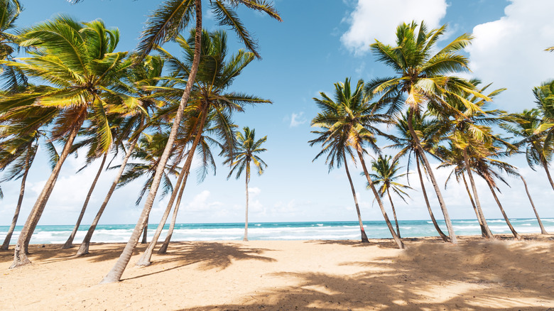 Uvero Alto Beach, Punta Cana, Dominican Republic