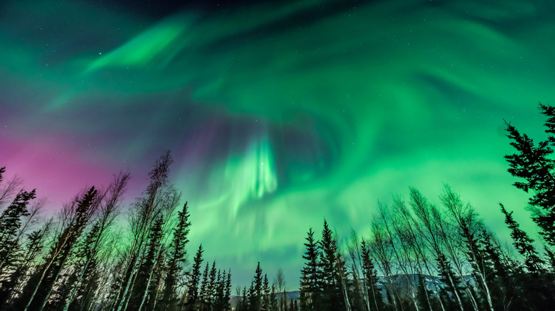 Green and purple aurora borealis above trees Fairbanks Alaska