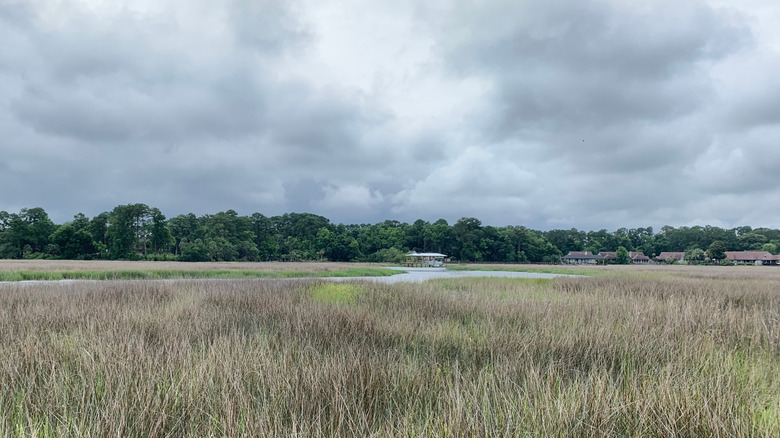 Coastal salt marshes along a winding creek inside the Savannah National Wildlife Refuge