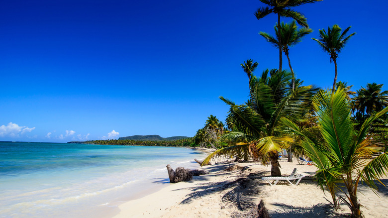 blue water, white sand and palm trees at Las Galeras beach on the Semana Peninsula in Dominican Republic