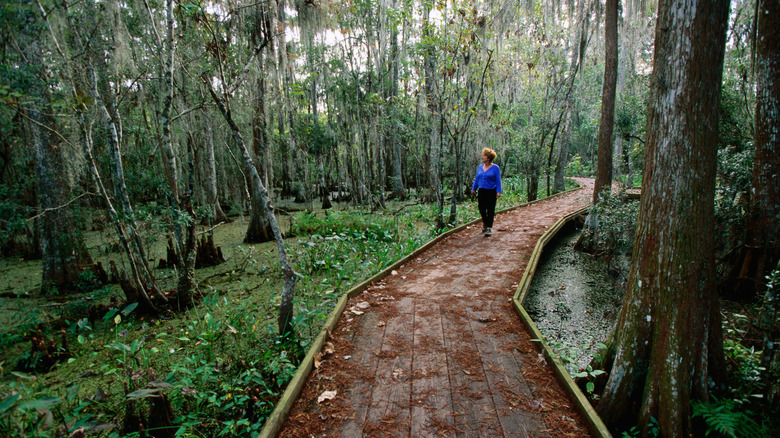 Woman walking down boardwalk in swamp