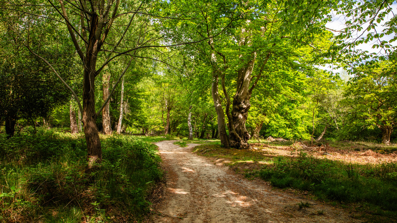 A shaded trail in Epping Forest