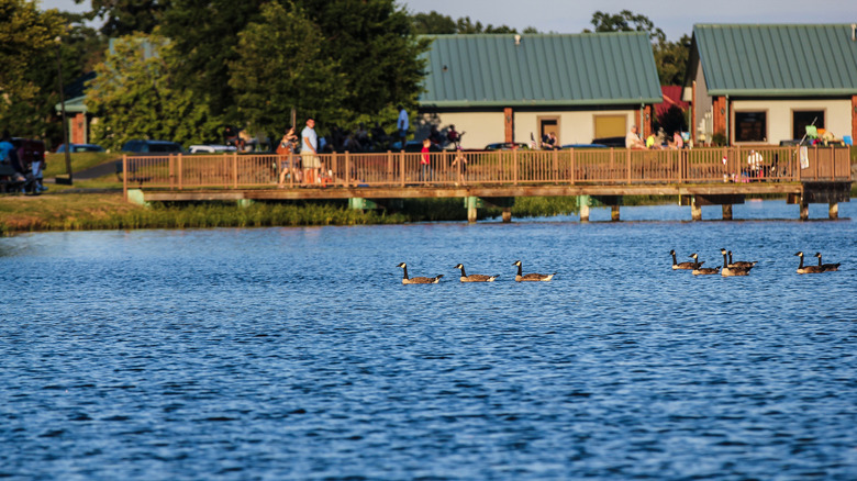 Ducks at Lake Willastein, Maumelle, Arkansas