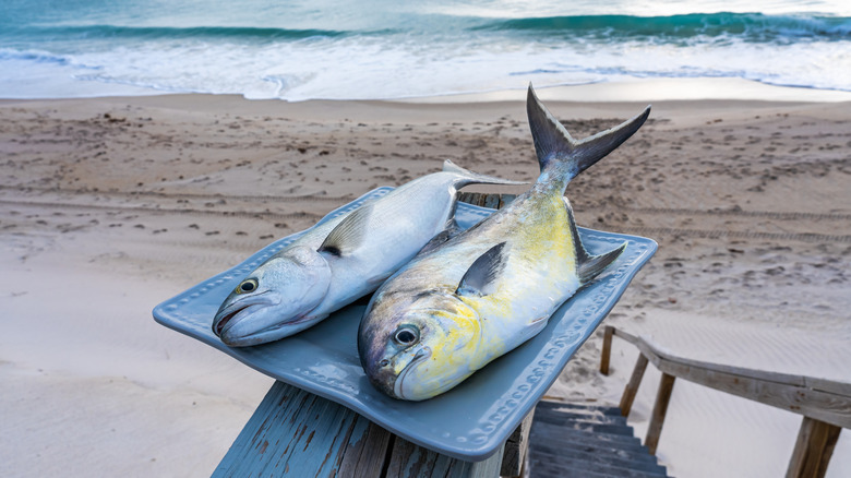 Two fresh fish sitting on a plate on a beach in Florida
