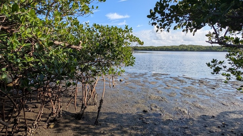 Mangroves at John D. MacArthur Beach State Park in Palm Beach County, FL