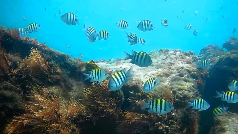 A school of sergeant major fish on the reef at John D. MacArthur State Park in Florida