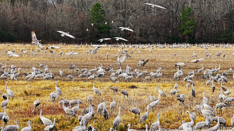 Migrating cranes at Wheeler National Wildlife Refuge.